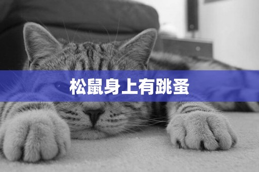 松鼠身上有跳蚤