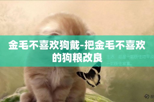 金毛不喜歡狗戴-把金毛不喜歡的狗糧改良