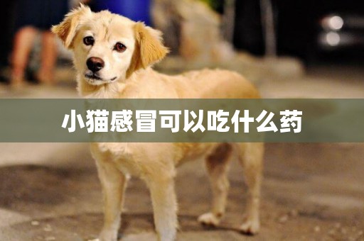 小貓感冒可以吃什么藥