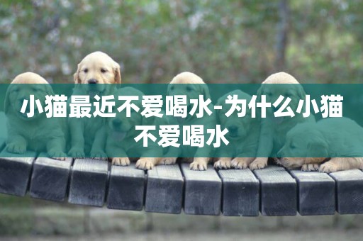 小貓最近不愛喝水-為什么小貓不愛喝水
