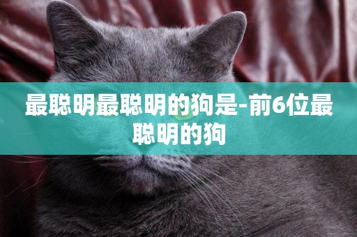 最聰明最聰明的狗是-前6位最聰明的狗