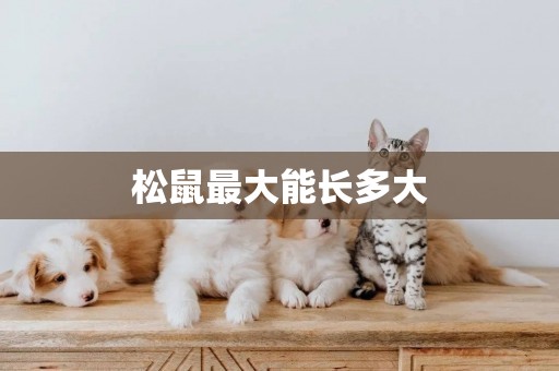 松鼠最大能長多大