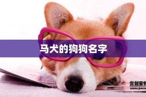 馬犬的狗狗名字