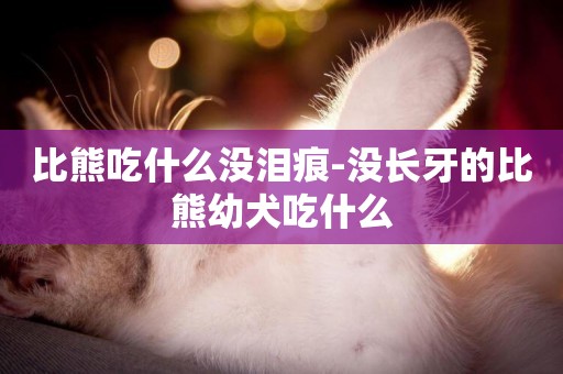 比熊吃什么沒淚痕-沒長牙的比熊幼犬吃什么