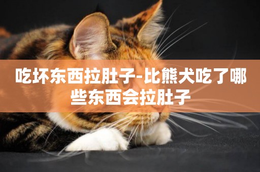 吃壞東西拉肚子-比熊犬吃了哪些東西會拉肚子