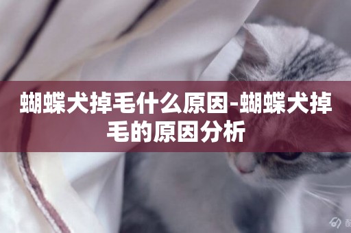 蝴蝶犬掉毛什么原因-蝴蝶犬掉毛的原因分析