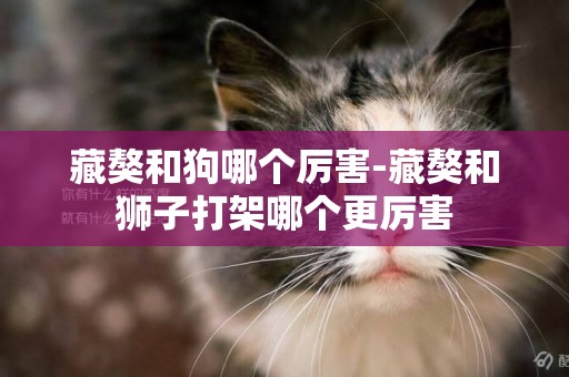 藏獒和狗哪個厲害-藏獒和獅子打架哪個更厲害