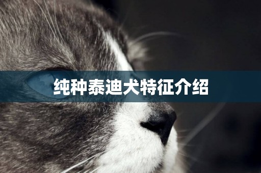 純種泰迪犬特征介紹