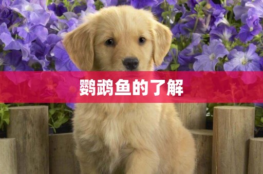 鸚鵡魚的了解