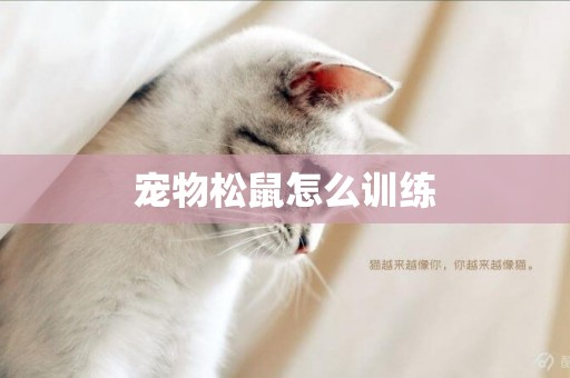 寵物松鼠怎么訓練