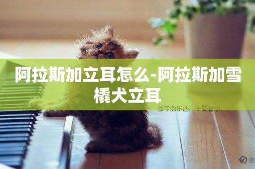 阿拉斯加立耳怎么-阿拉斯加雪橇犬立耳