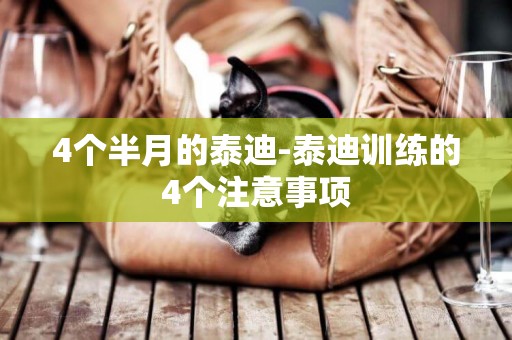 4個半月的泰迪-泰迪訓練的4個注意事項