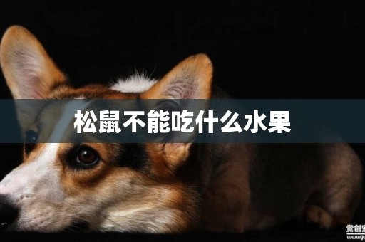 松鼠不能吃什么水果