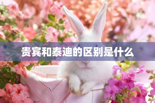 貴賓和泰迪的區別是什么