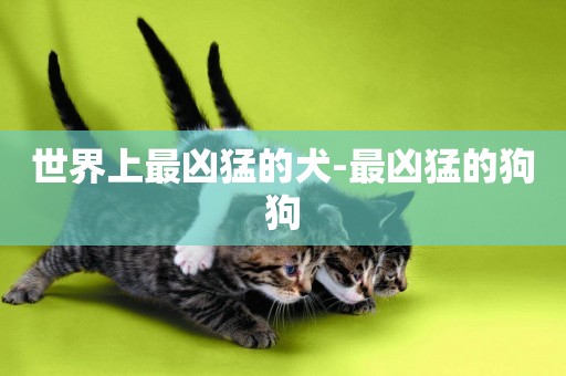 世界上最兇猛的犬-最兇猛的狗狗