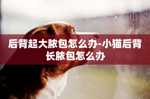 后背起大膿包怎么辦-小貓后背長膿包怎么辦