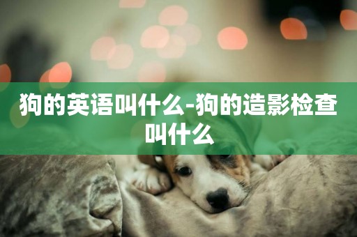 狗的英語叫什么-狗的造影檢查叫什么
