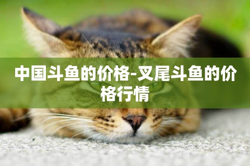 中國斗魚的價格-叉尾斗魚的價格行情
