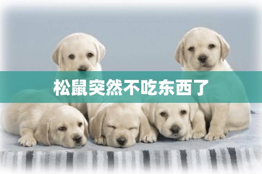 松鼠突然不吃東西了