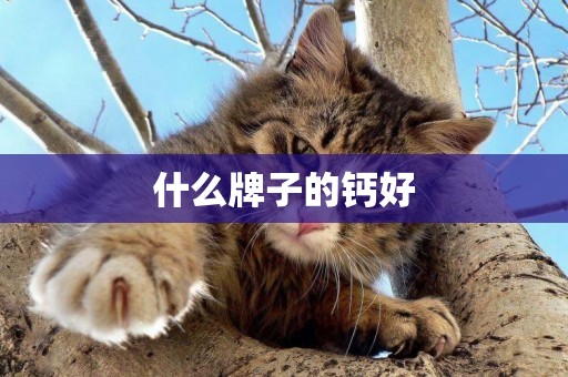 什么牌子的鈣好