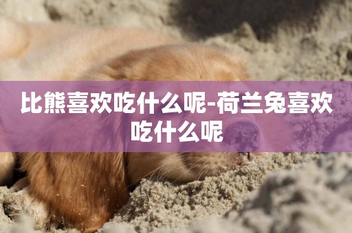 比熊喜歡吃什么呢-荷蘭兔喜歡吃什么呢
