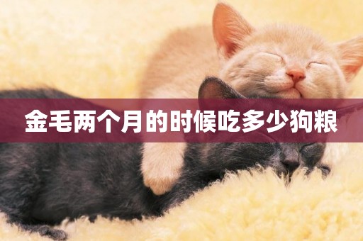 金毛兩個月的時候吃多少狗糧