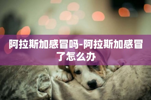阿拉斯加感冒嗎-阿拉斯加感冒了怎么辦