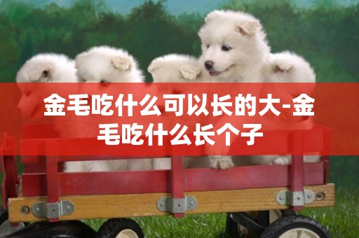 金毛吃什么可以長的大-金毛吃什么長個子