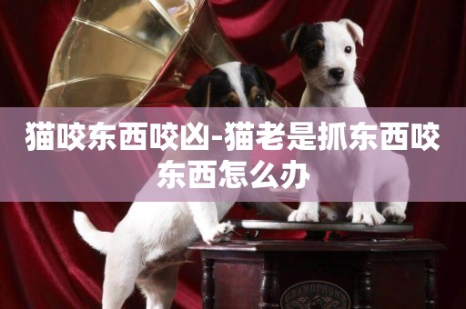 貓咬東西咬兇-貓老是抓東西咬東西怎么辦
