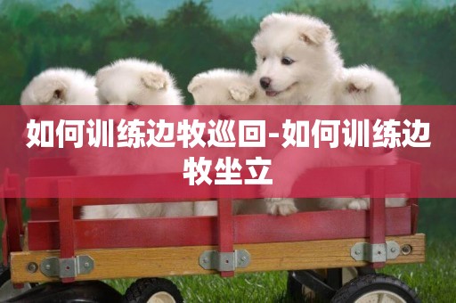 如何訓練邊牧巡回-如何訓練邊牧坐立