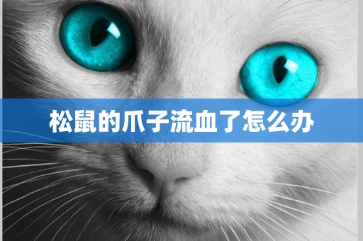 松鼠的爪子流血了怎么辦