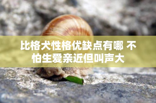 比格犬性格優缺點有哪 不怕生愛親近但叫聲大