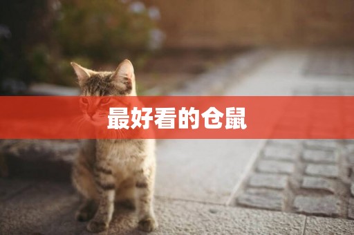 最好看的倉鼠