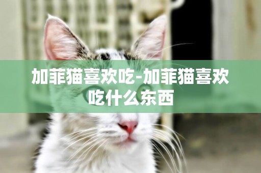 加菲貓喜歡吃-加菲貓喜歡吃什么東西