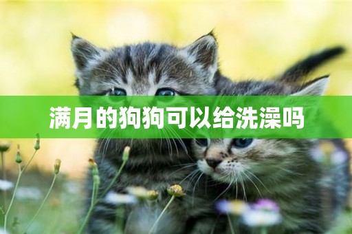 滿月的狗狗可以給洗澡嗎