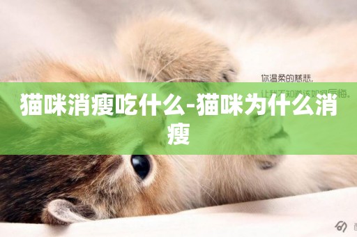 貓咪消瘦吃什么-貓咪為什么消瘦