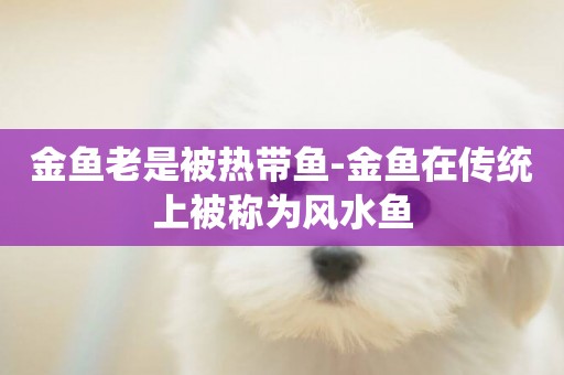 金魚老是被熱帶魚-金魚在傳統上被稱為風水魚