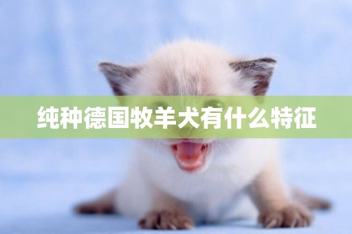 純種德國牧羊犬有什么特征
