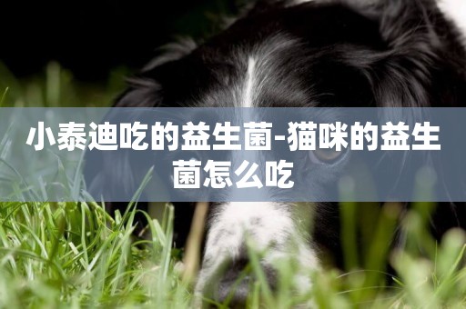 小泰迪吃的益生菌-貓咪的益生菌怎么吃