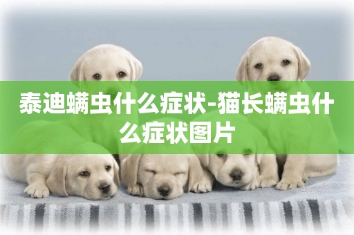 泰迪螨蟲什么癥狀-貓長螨蟲什么癥狀圖片