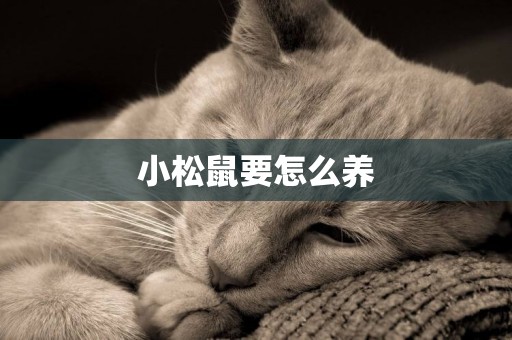 小松鼠要怎么養