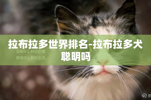 拉布拉多世界排名-拉布拉多犬聰明嗎