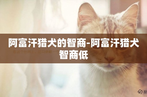 阿富汗獵犬的智商-阿富汗獵犬智商低