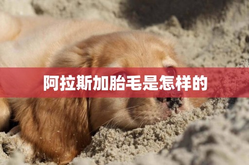 阿拉斯加胎毛是怎樣的