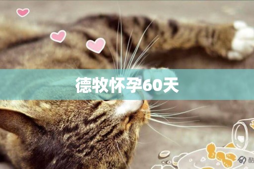 德牧懷孕60天