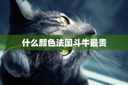 什么顏色法國斗牛最貴