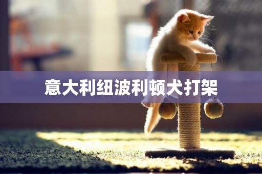 意大利紐波利頓犬打架