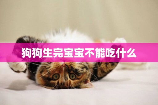 狗狗生完寶寶不能吃什么