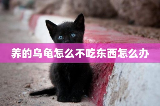 養的烏龜怎么不吃東西怎么辦