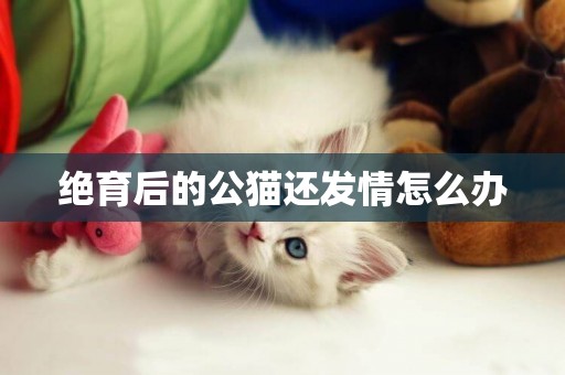 絕育后的公貓還發情怎么辦